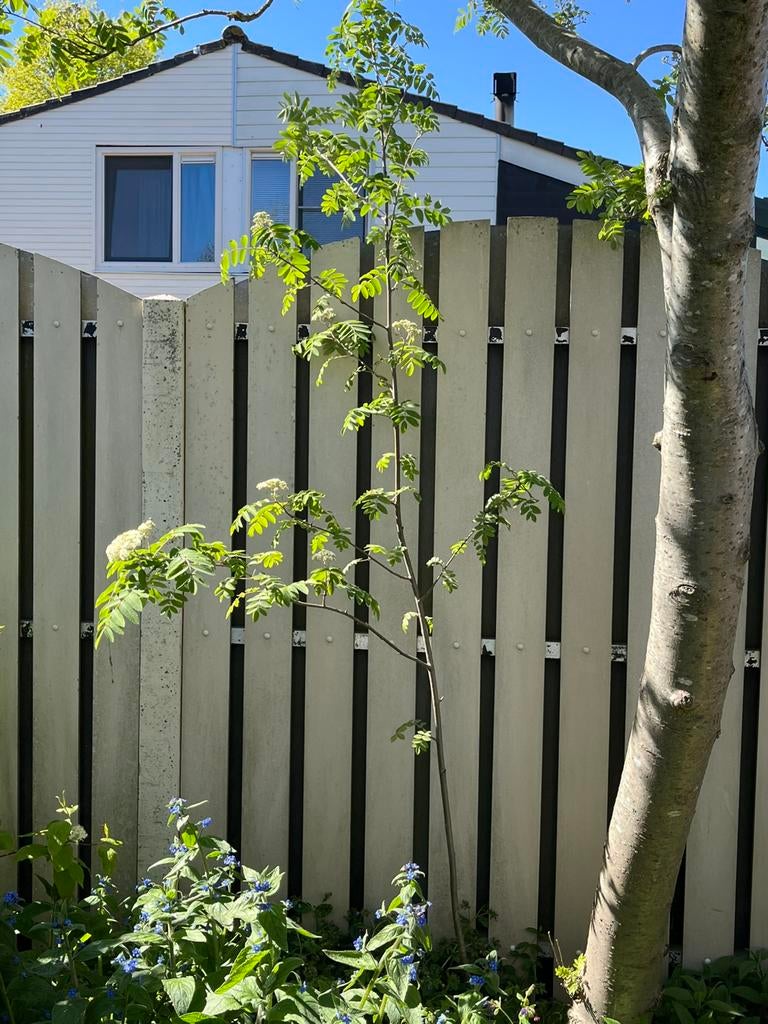 Gratis stek van lijsterbes, Tuin en Terras, Ophalen, Volle zon, Overige soorten