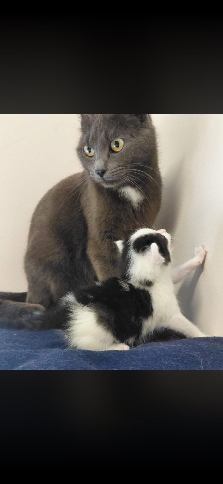 Kittens te koop, Dieren en Toebehoren, Katten en Kittens | Dekkaters, 0 tot 2 jaar