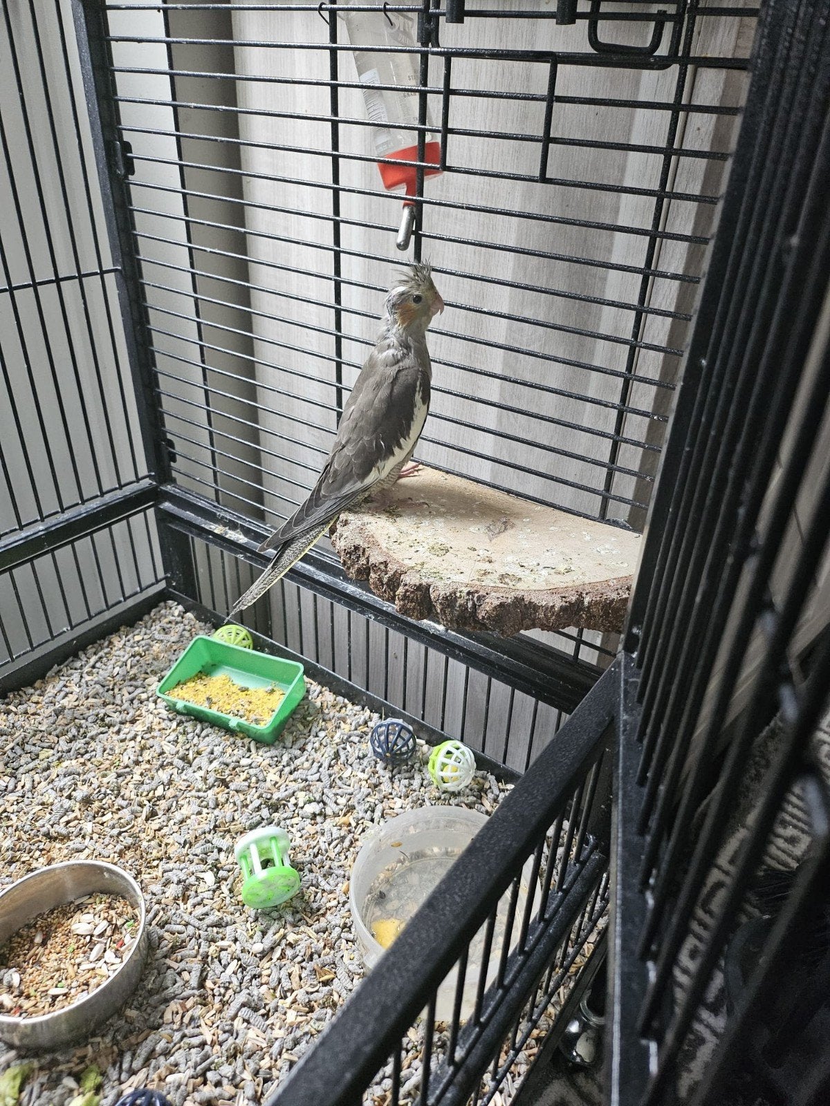Jonge valkparkieten  te koop, Dieren en Toebehoren, Vogels | Parkieten en Papegaaien, Geslacht onbekend, Parkiet, Tam