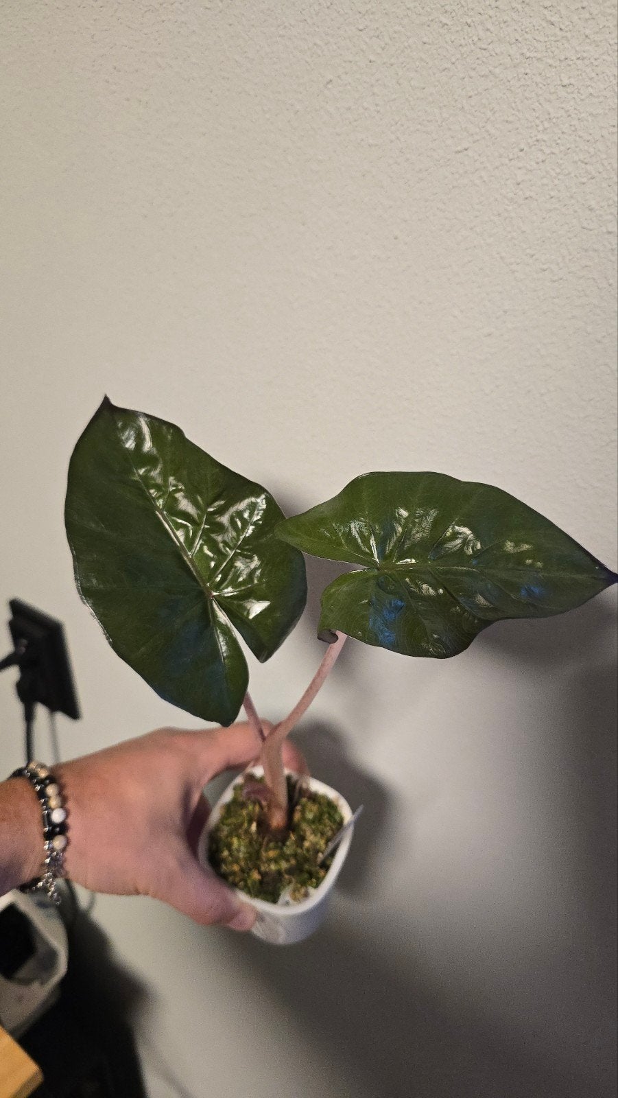 Alocasia Yucatan Princess - Jonge plant, Huis en Inrichting, Kamerplanten, Ophalen