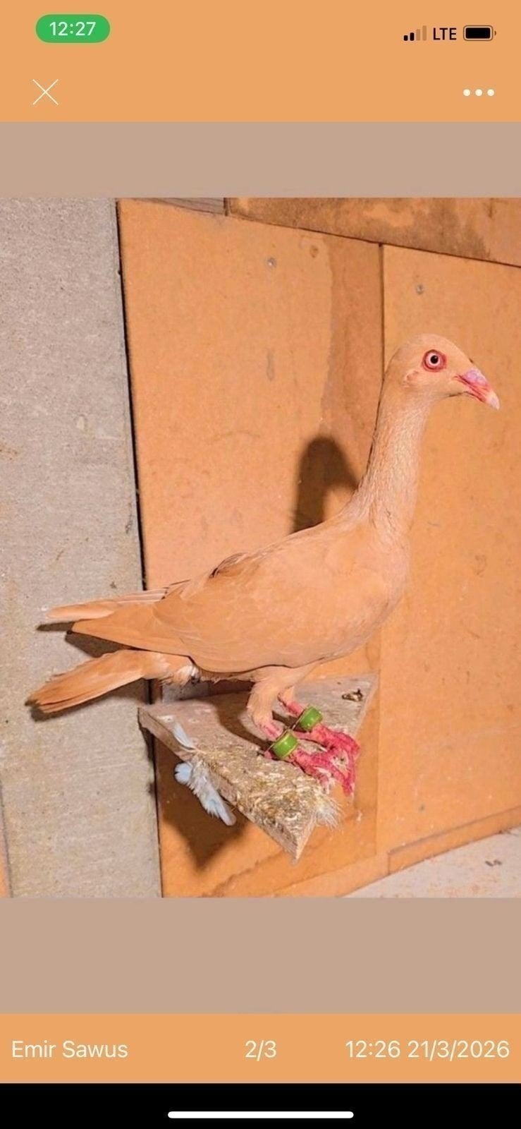 Duiven te koop, Dieren en Toebehoren, Vogels | Duiven, Meerdere dieren, Overige soorten