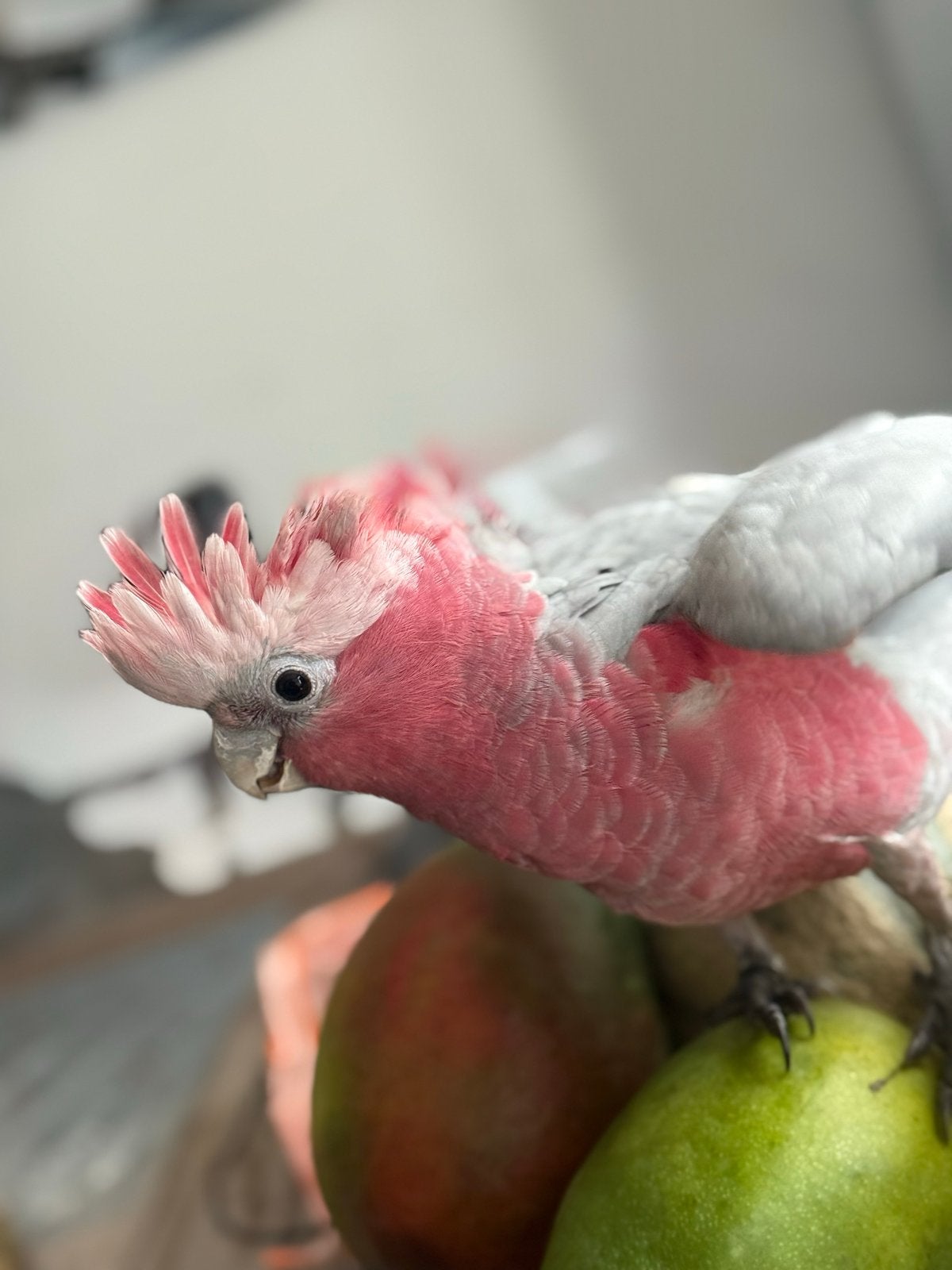 Jonge roze kaketoe (Galah), Dieren en Toebehoren, Mannelijk, Geringd