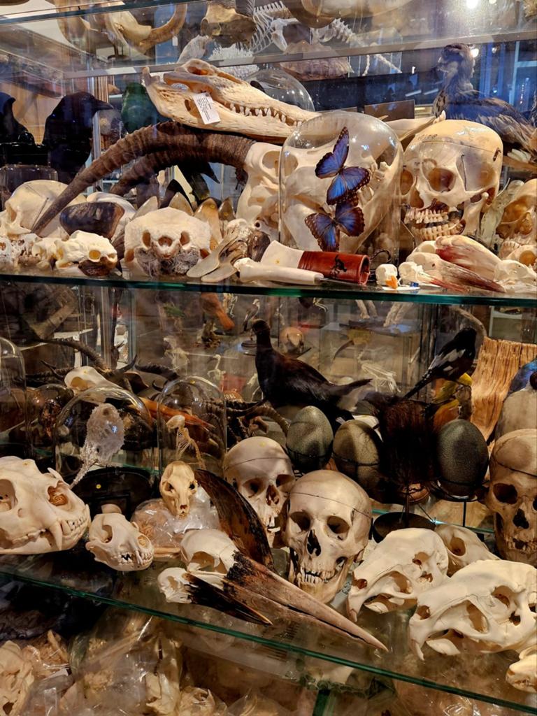 Groot assortiment met schedels en opgezette, mineralen, Verzamelen, Ophalen of Verzenden, Nieuw