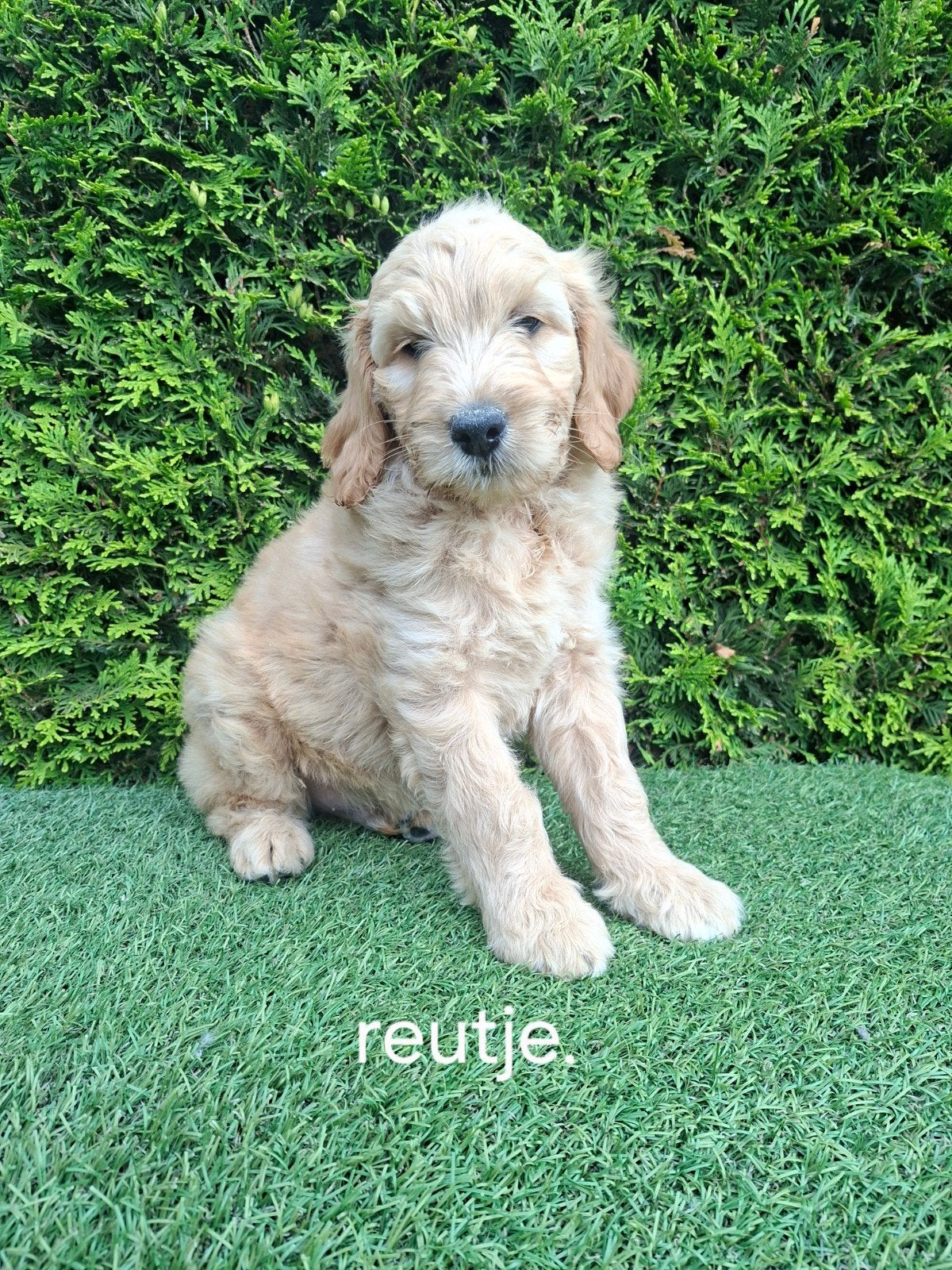 Mooie speelse goldendoodle F2 pups., Dieren en Toebehoren, Honden | Niet-rashonden, Parvo, 8 tot 15 weken, Meerdere, Meerdere dieren