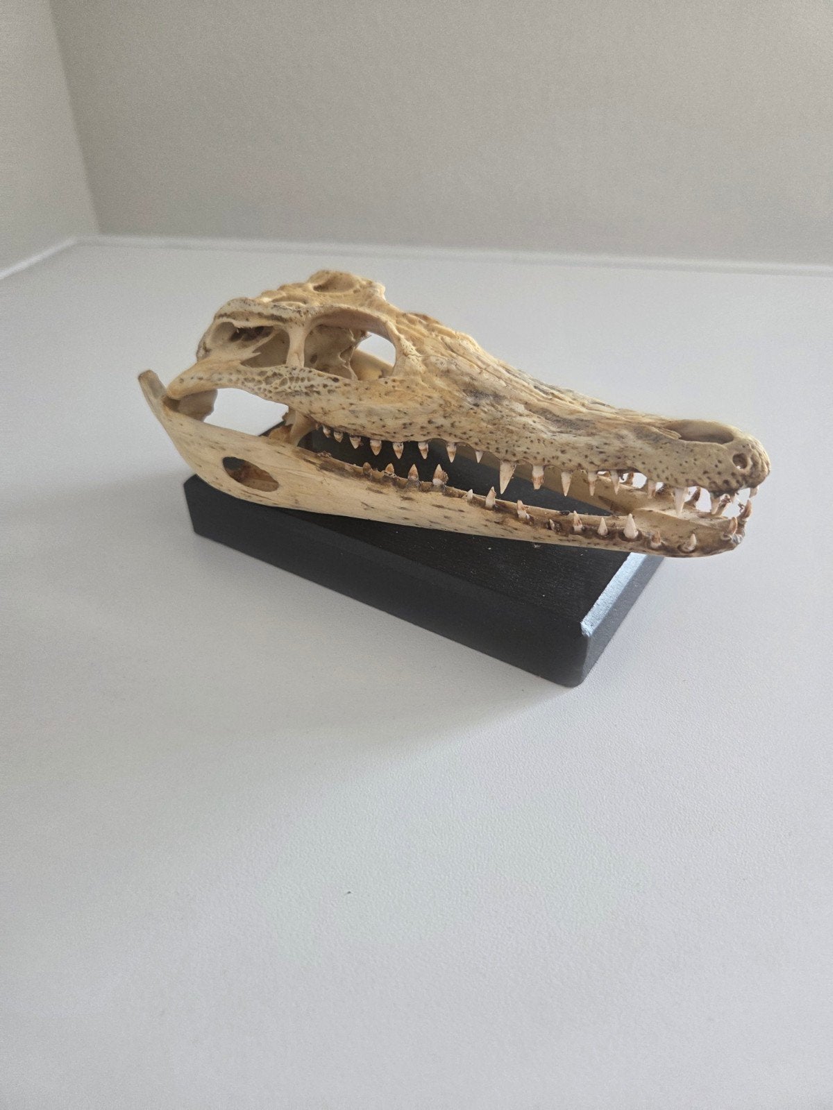 Krokodillenschedel op houten standaard – CITES, Schildpad, 0 tot 2 jaar