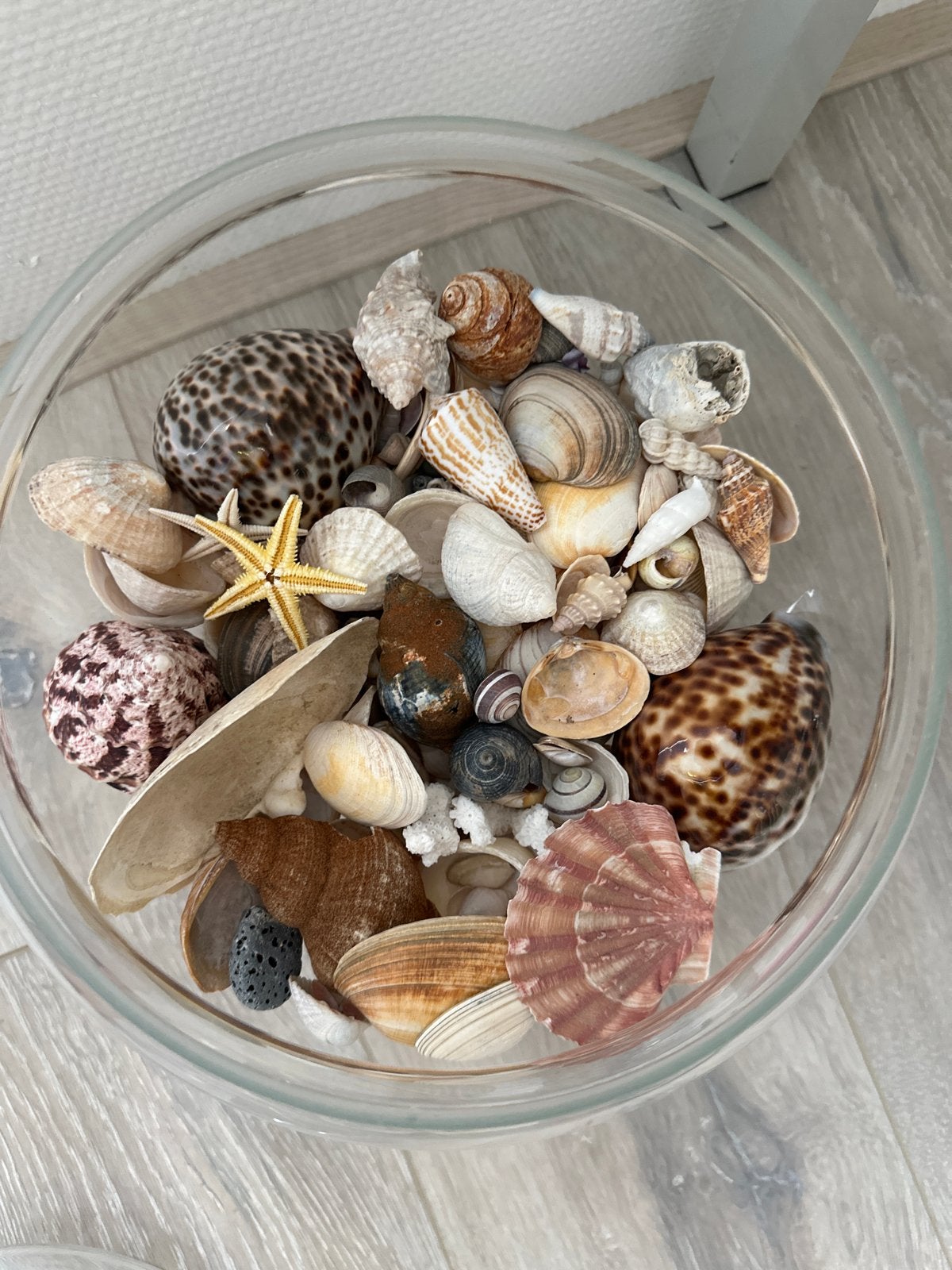 Glazen pot met schelpen en zeesterren, Ophalen, Meerkleurig, Mediterraans, Zo goed als nieuw