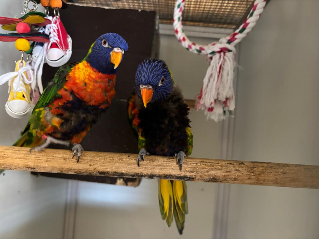 Koppel lori’s, Dieren en Toebehoren, Meerdere dieren, Papegaai, Geringd