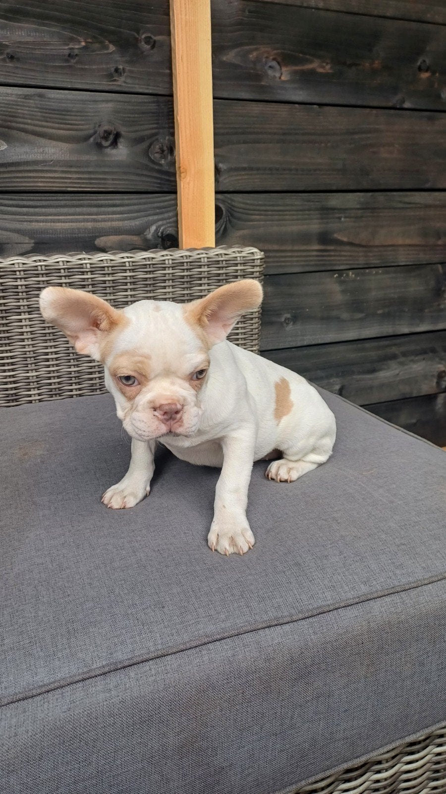 franse bulldog pups bont nog 1 reutje en 1 teefje, Particulier, 15 weken tot 1 jaar, Buitenland, Bulldog