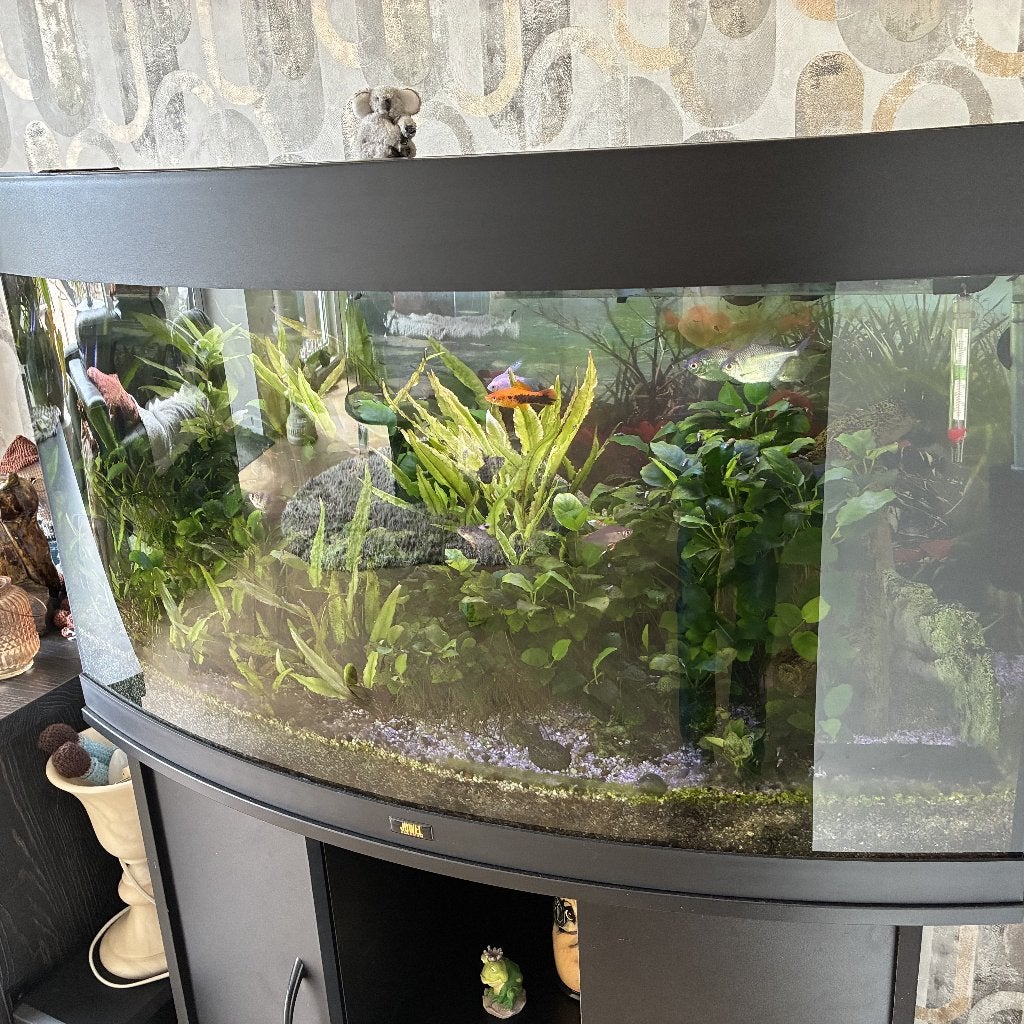 aquarium, Dieren en Toebehoren, Vissen | Aquaria en Toebehoren, Ophalen, Gebruikt, Inclusief deksel, Leeg aquarium