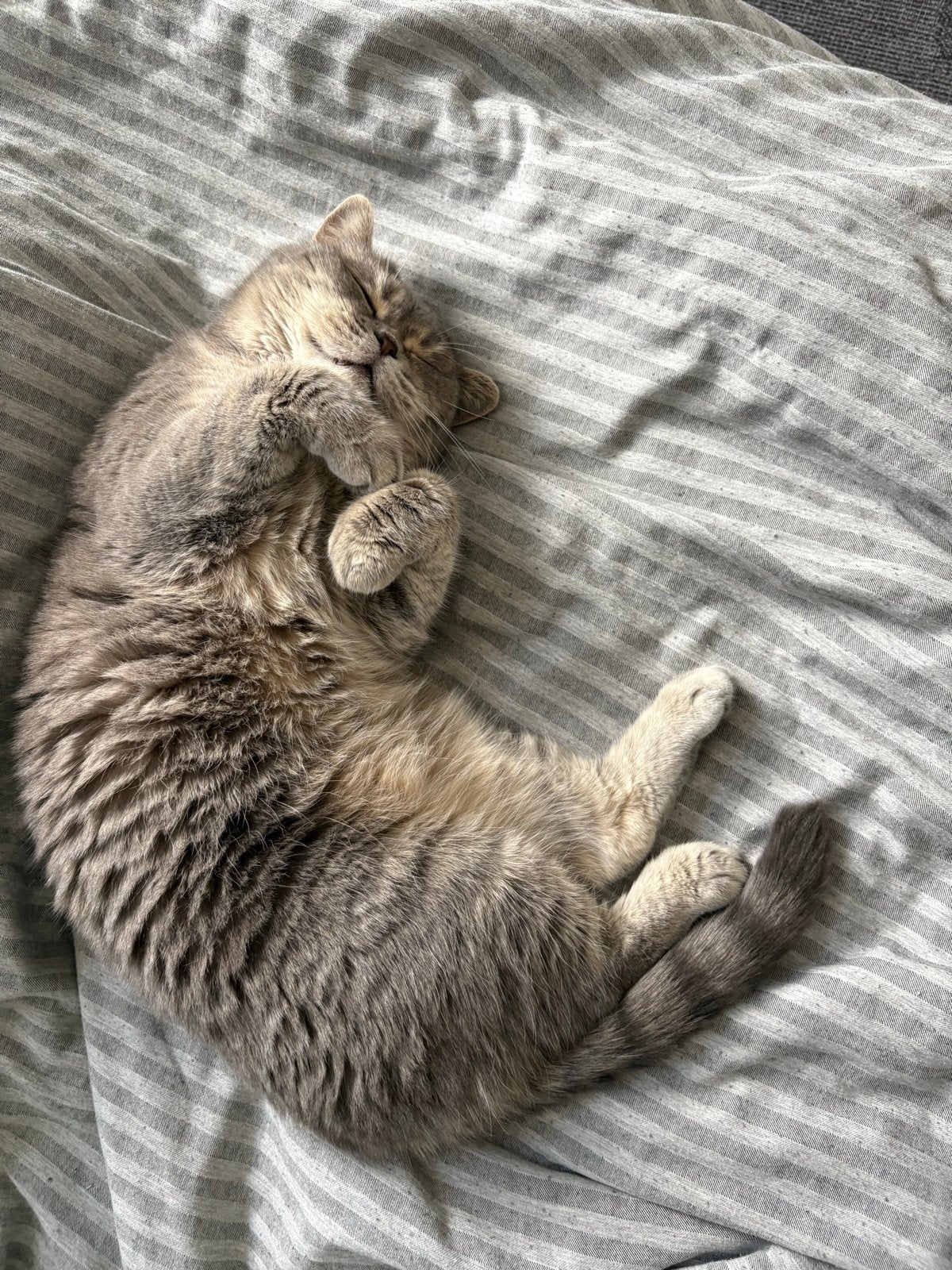 Britse korthaar knuffelkat Milou, Poes, Ontwormd, 3 tot 5 jaar