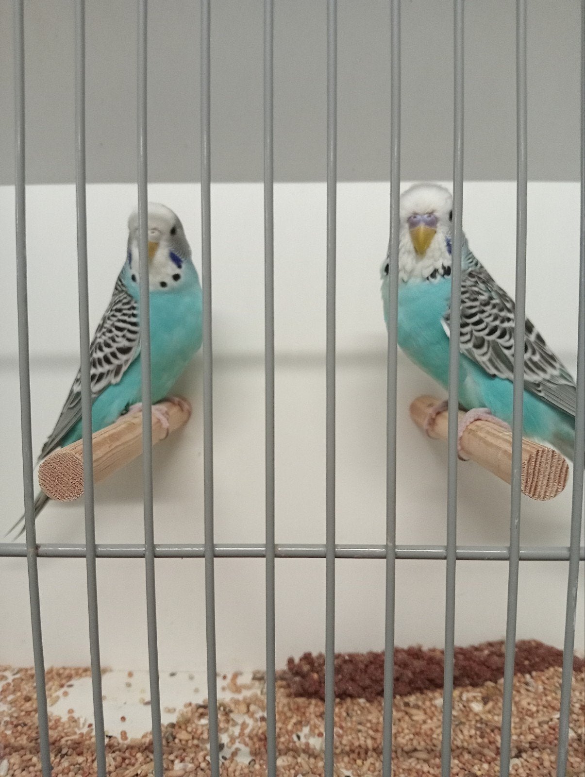 te koop , koppel kleurgrasparkieten blauw, Dieren en Toebehoren, Vogels | Parkieten en Papegaaien, Meerdere dieren, Parkiet