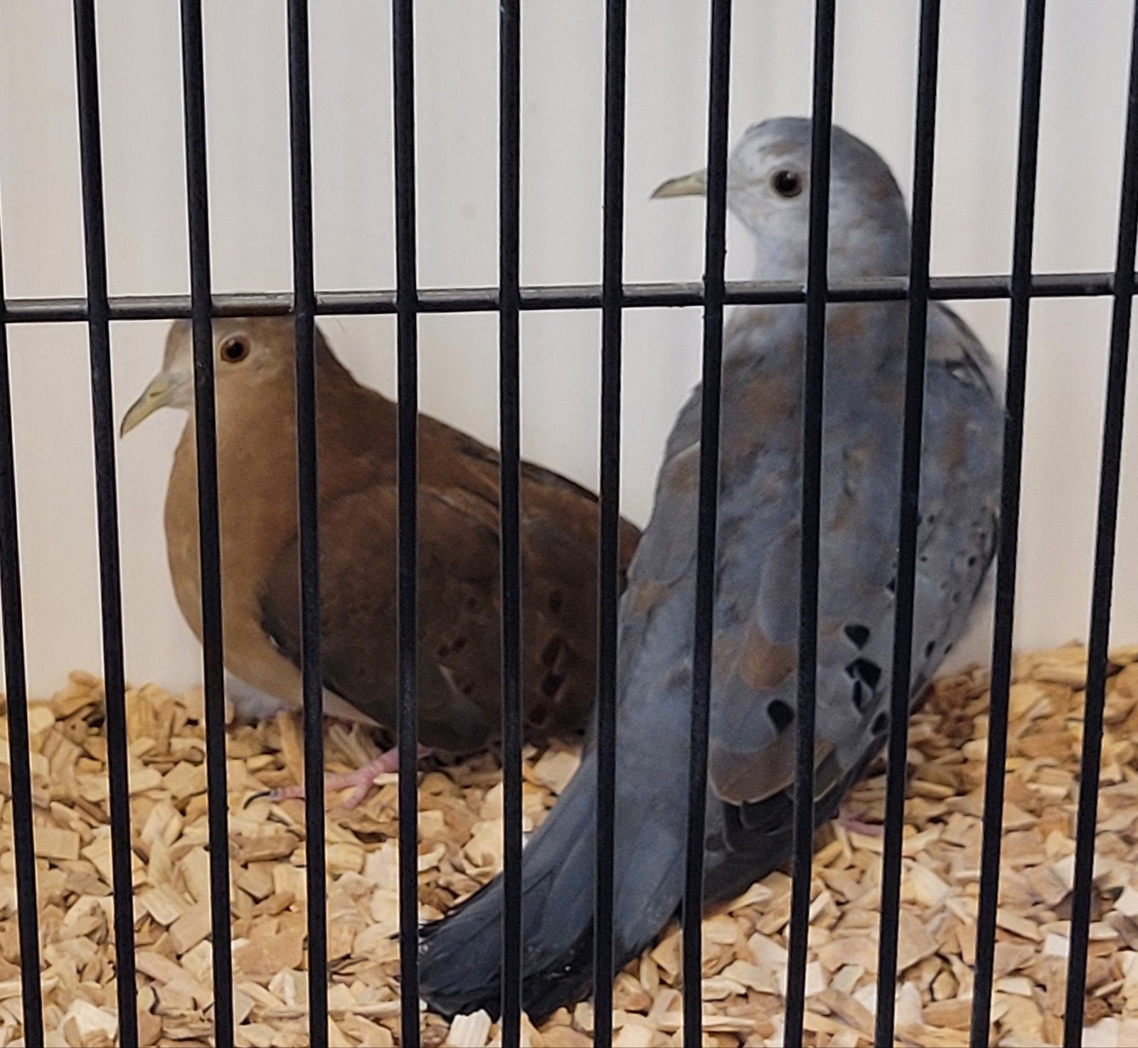 Koppel blauwe grondduiven, Meerdere dieren