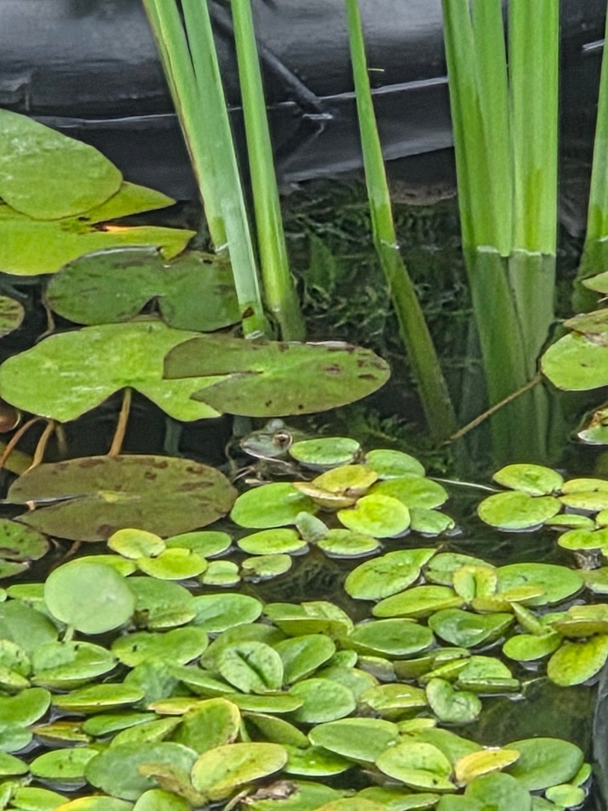 kikkerbeet drijfplanten met kans op medakaeitjes, Tuin en Terras, Vijvers, Ophalen, Nieuw
