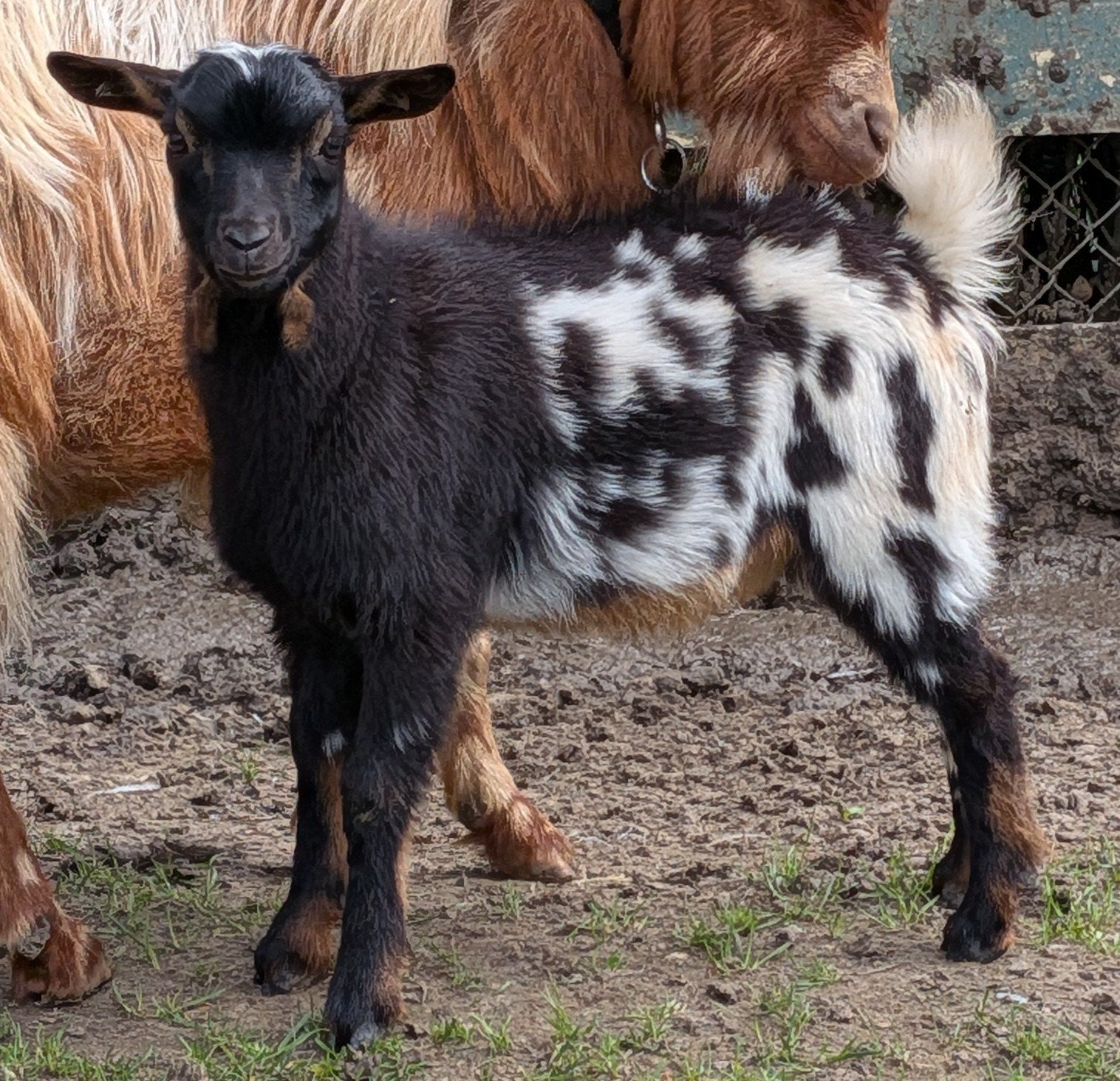 Dwerggeit bokje, Dieren en Toebehoren, Schapen, Geiten en Varkens, Mannelijk, Geit