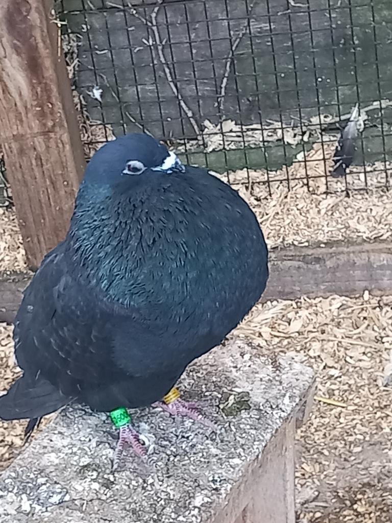 Kropper Haagse til doffer zwart, Dieren en Toebehoren, Mannelijk