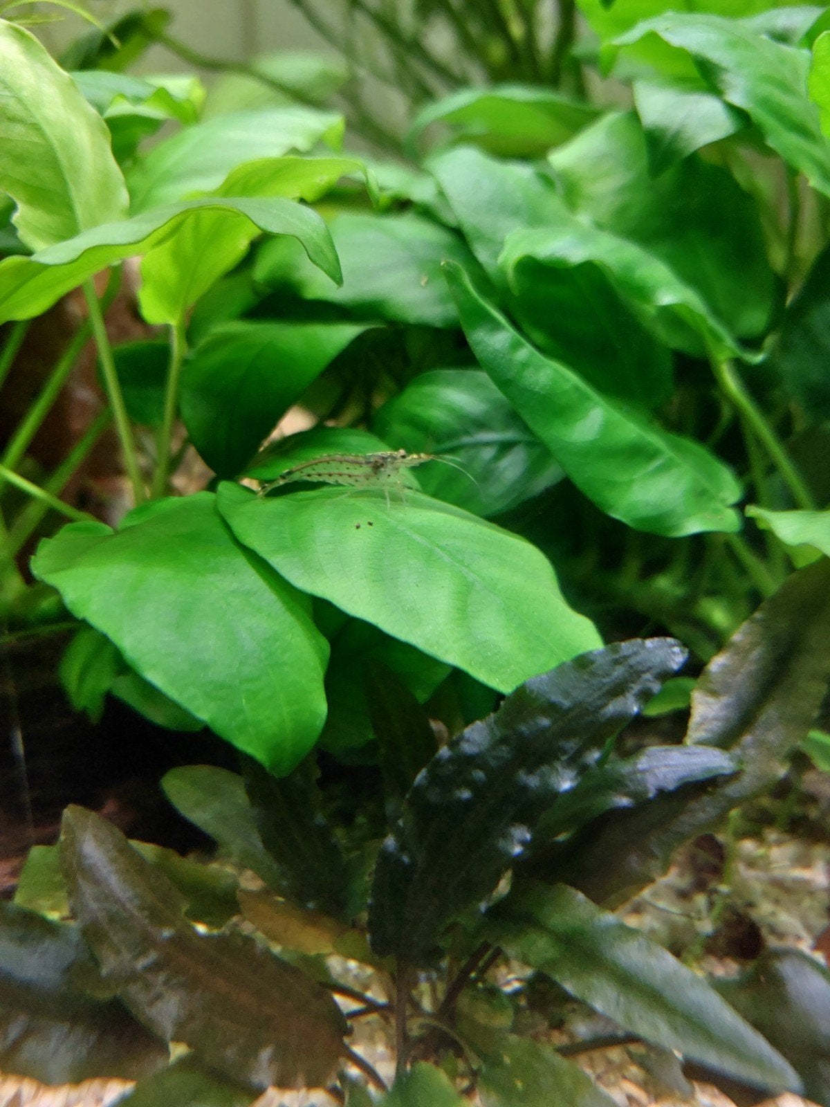 Japonica / Amano-garnaal, Dieren en Toebehoren, Ophalen, Nieuw, Plant(en), Steen of Hout