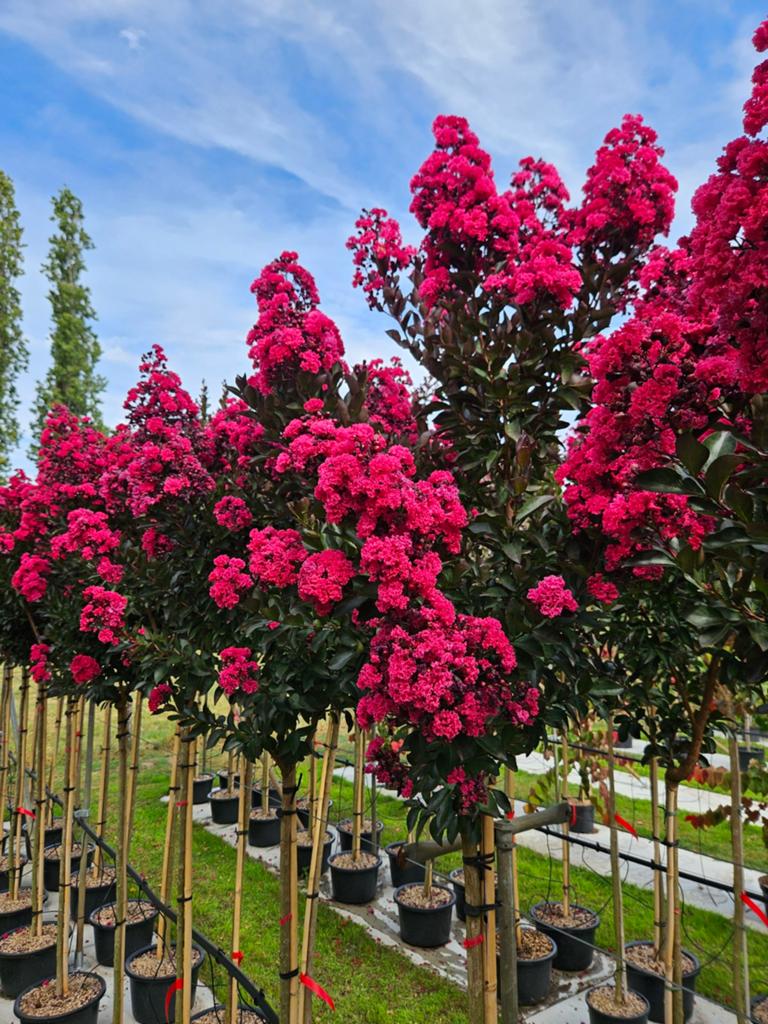 Lagerstroemia indica Double Dynamite / nieuw ‼️‼️, 250 tot 400 cm, Zomer, Ophalen, Volle zon