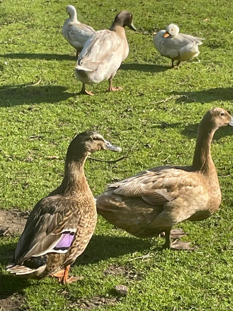 Kaki cambel eenden, Meerdere dieren, Eend