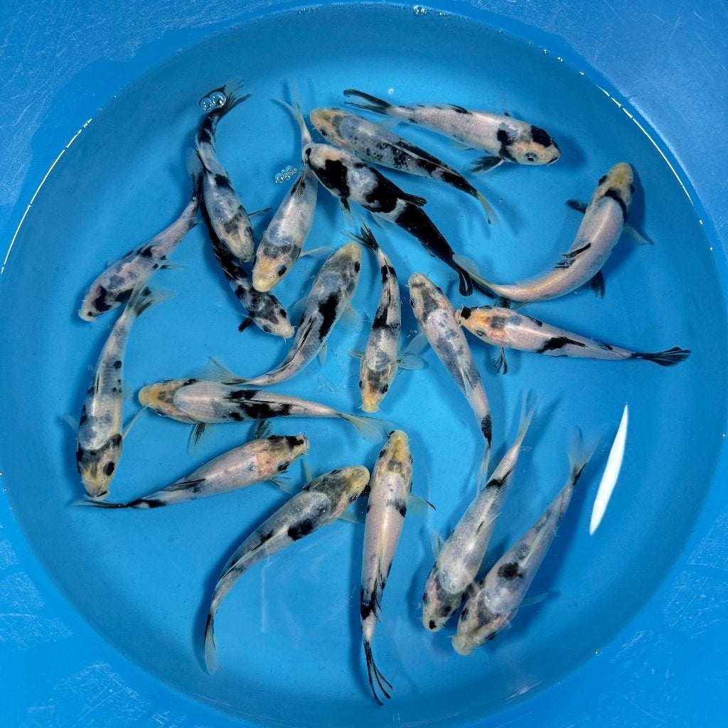 Yagenji Shiro Utsuri Tosai | 12–15 cm, Karper of Koi