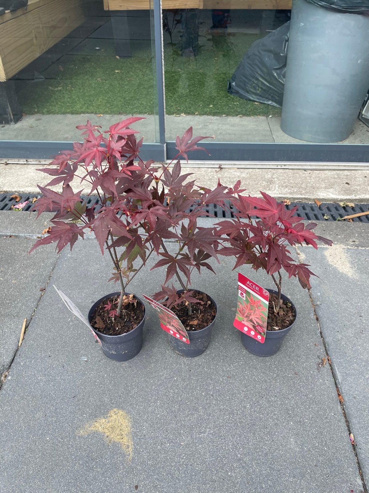 3 Japanse esdoorns (Acer) voor €10, Tuin en Terras, Overige soorten, Vaste plant, Ophalen of Verzenden, Bloeit niet