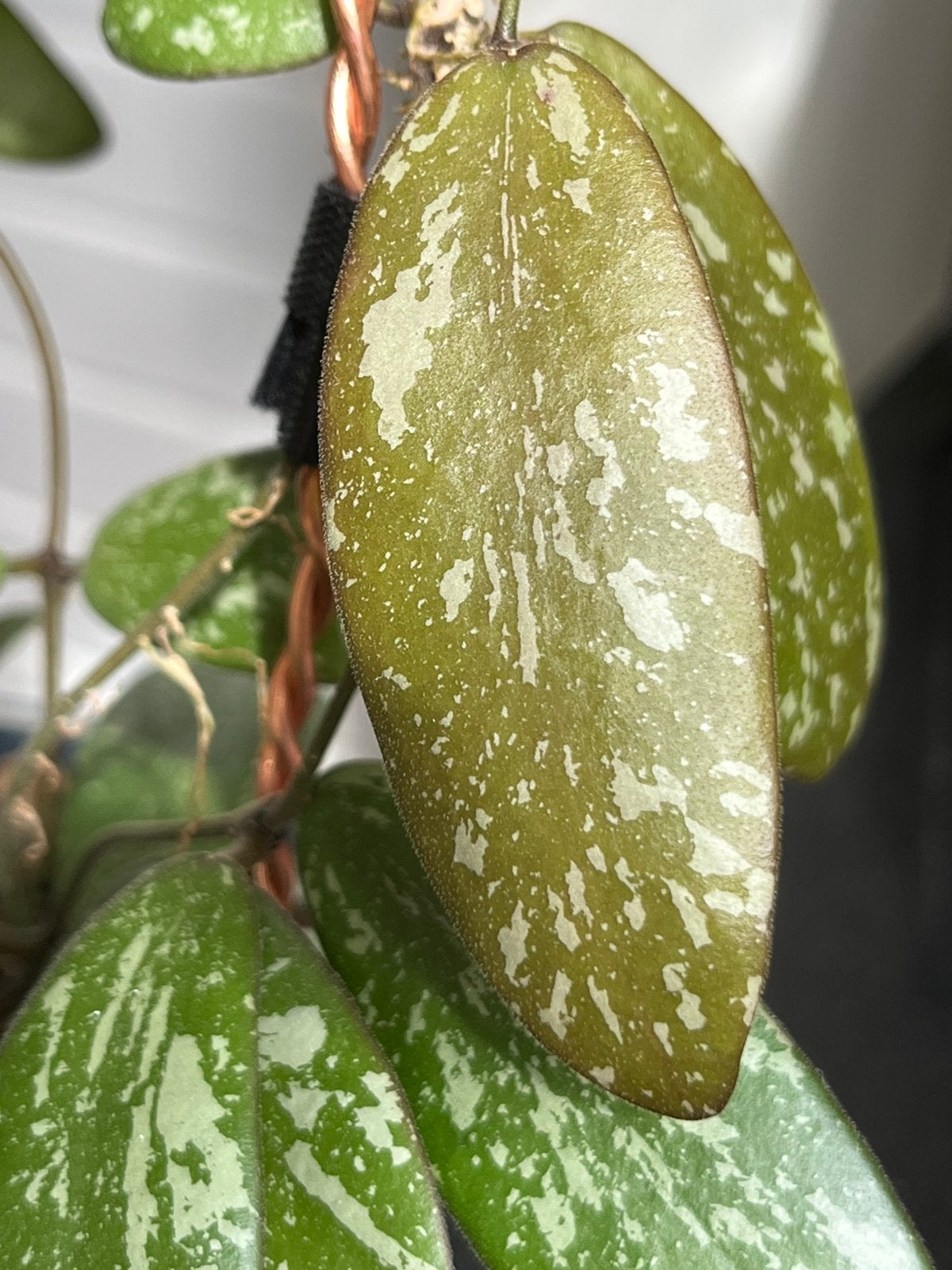 Hoya sigilatis, Huis en Inrichting, Ophalen of Verzenden, Halfschaduw, Minder dan 100 cm
