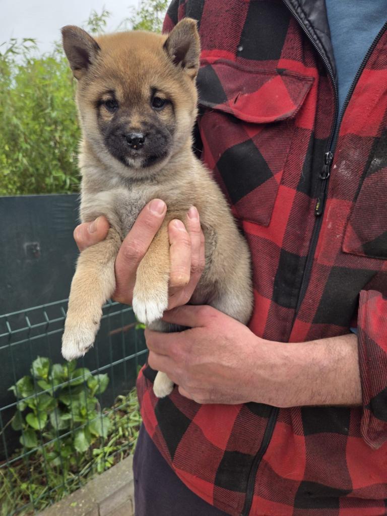 Shiba Inu pups (nog 1 teefje en 1 reutje), Dieren en Toebehoren, Parvo, Overige rassen, 8 tot 15 weken, Meerdere