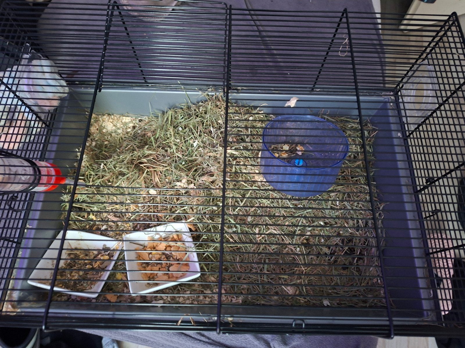hamsterkooi en spullen, Ophalen