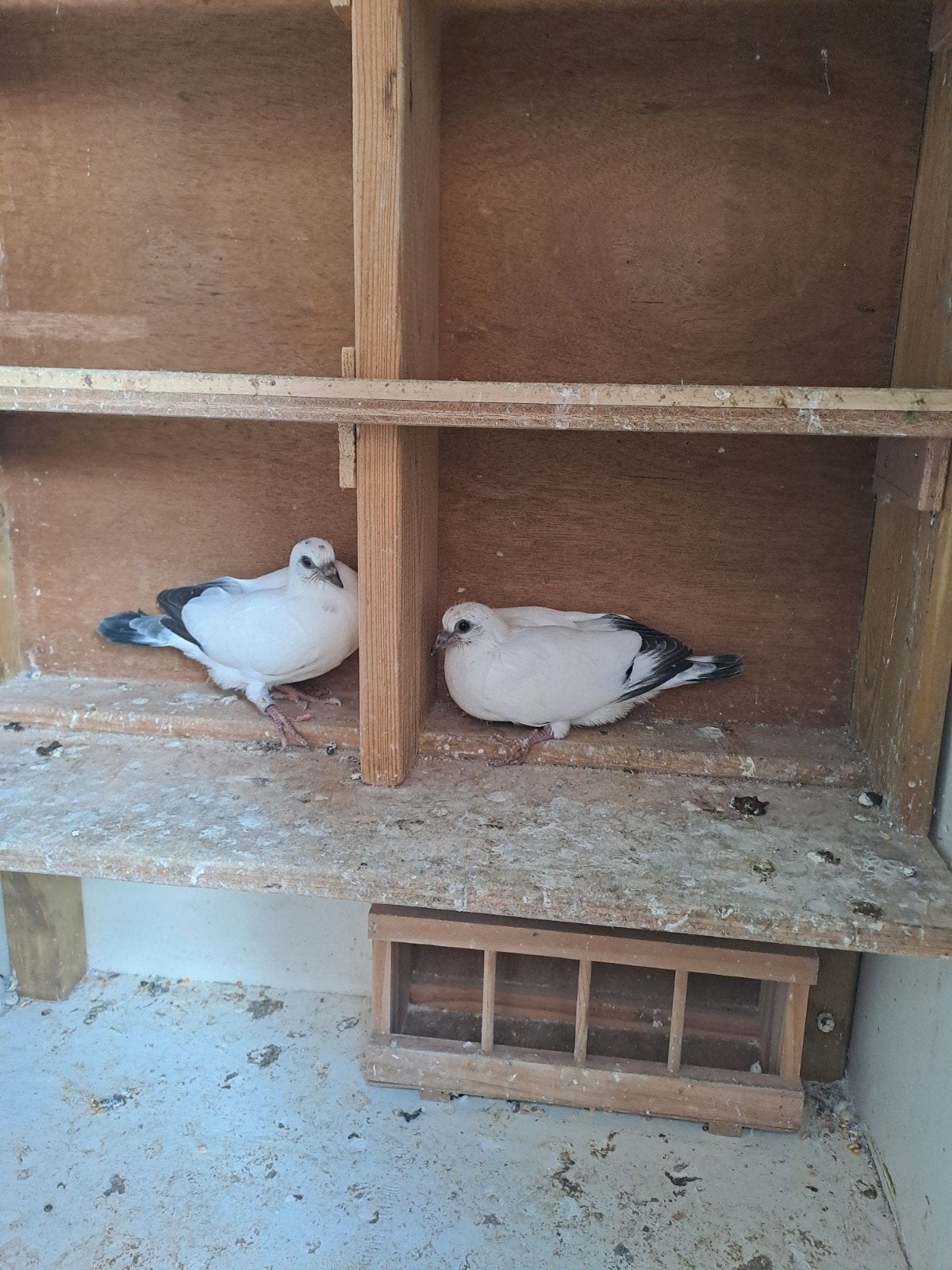 Wener hoogvliegers. Piepers. 2x, Dieren en Toebehoren, Vogels | Duiven