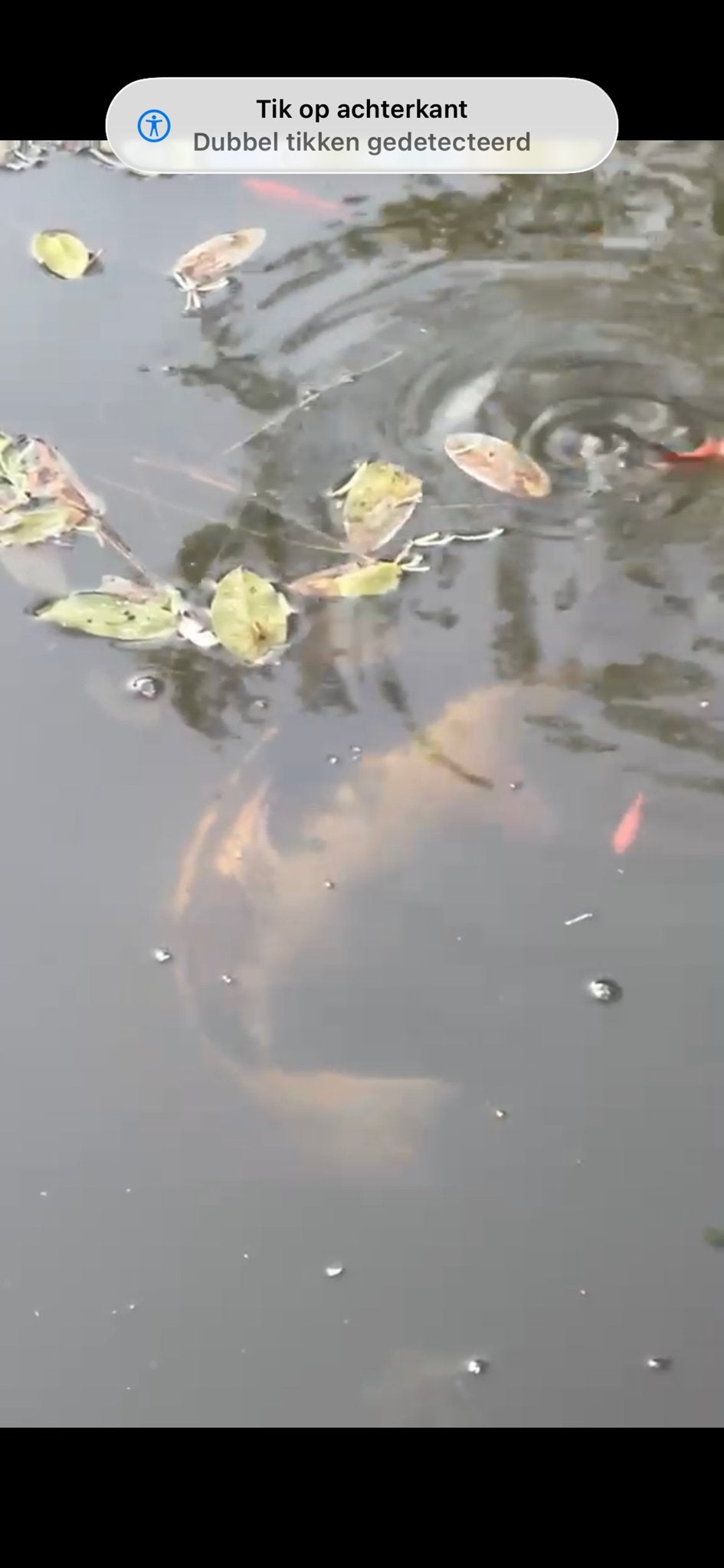 Koi karper, Dieren en Toebehoren, Vissen | Vijvervissen, Karper of Koi