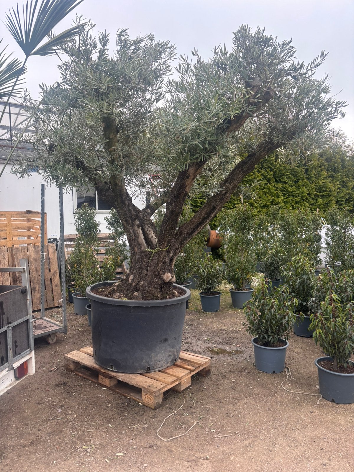 Schitterende grote olijfboom in pot, 100 tot 250 cm, Olijfboom, Zomer, Ophalen