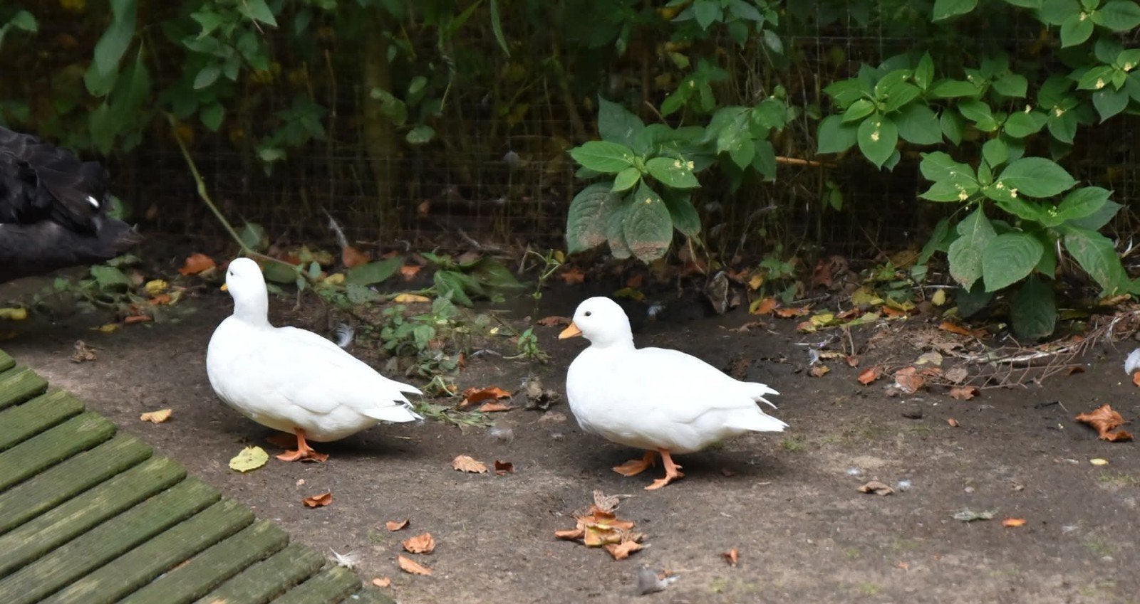 witte kwaker trio, Meerdere dieren, Eend