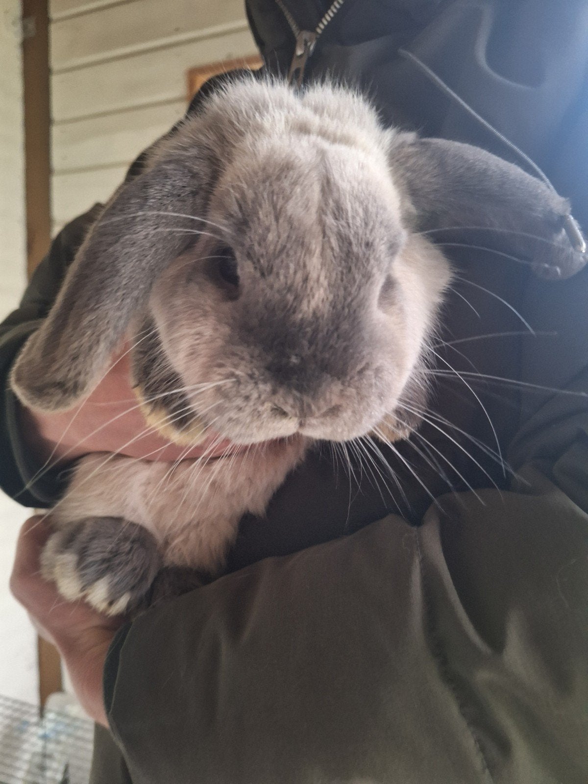Hangoor konijn, Meerdere dieren, Hangoor