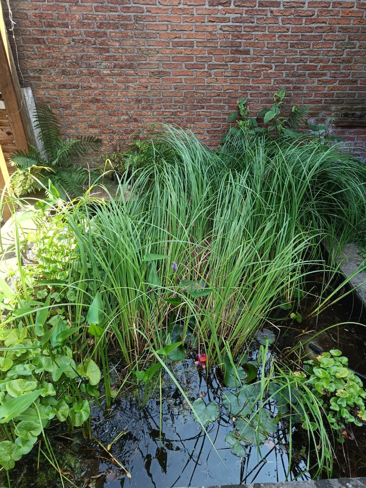 Waterplanten voor vijver of waterpartij, Ophalen, Gebruikt