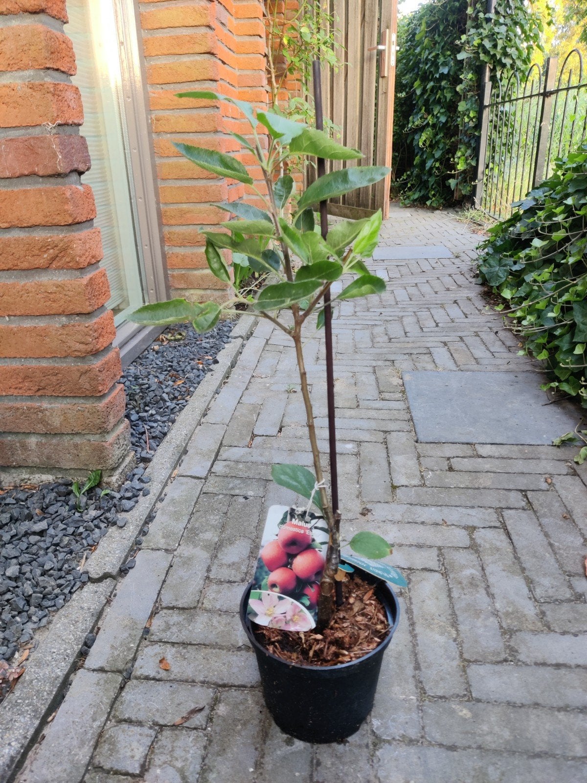 Nieuwe appelboom (Malus domestica 'Elstar') - 50 cm hoog, Ophalen, Minder dan 100 cm, Lente, In pot