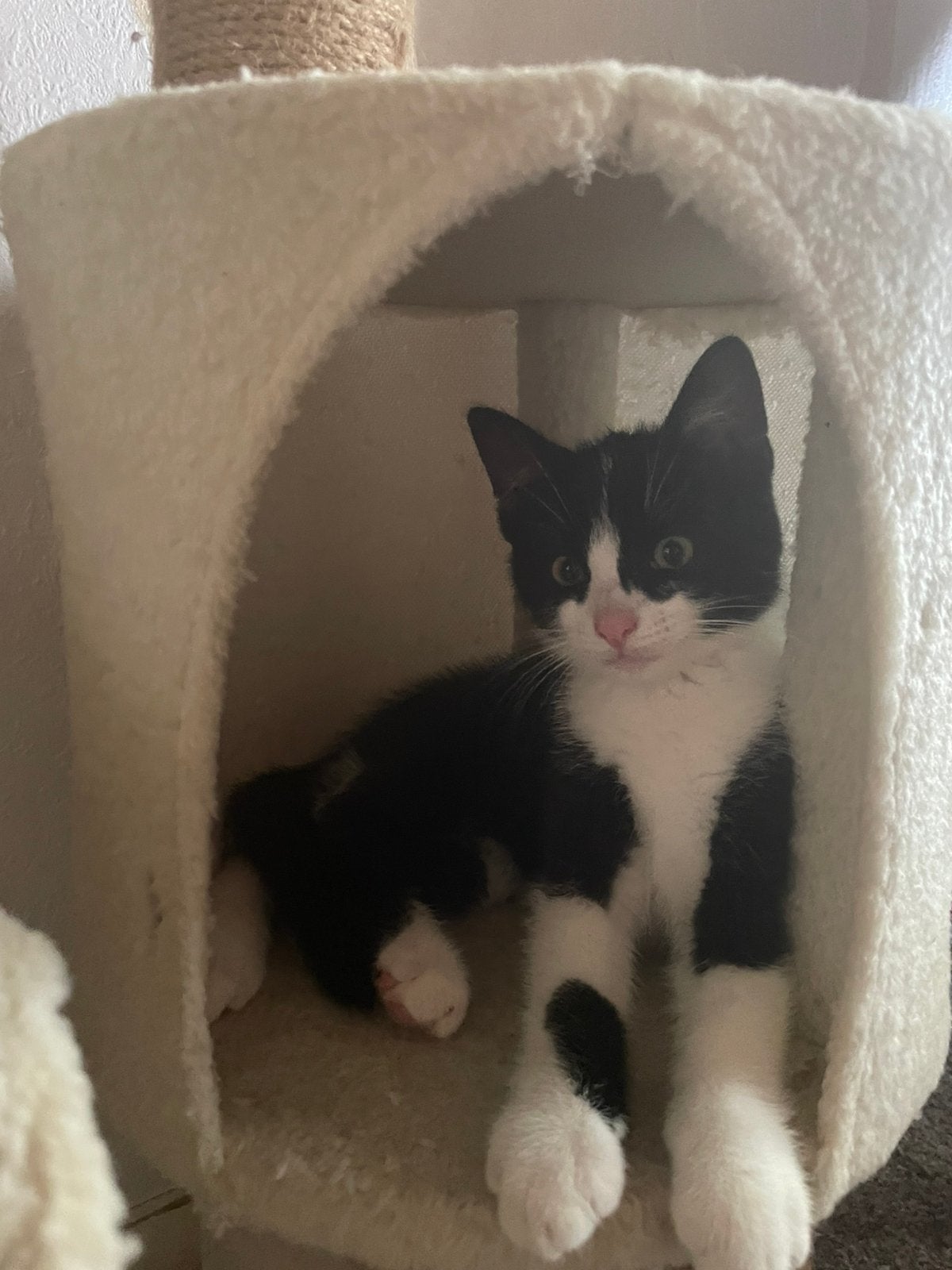 Boerderij kitten, Kater, Ontwormd