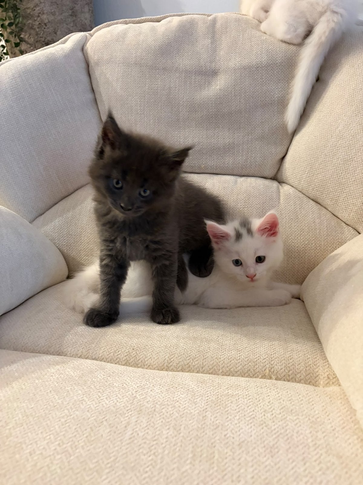 maine coon kittens, Dieren en Toebehoren, Meerdere dieren