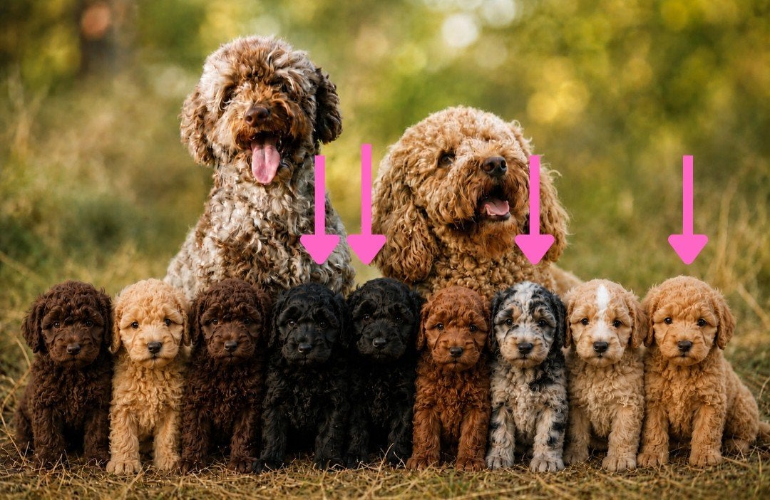 Nog 4 van 9 multigen Labradoodle met afstammingsbewijs, Dieren en Toebehoren, Parvo, Overige rassen, 8 tot 15 weken, Meerdere