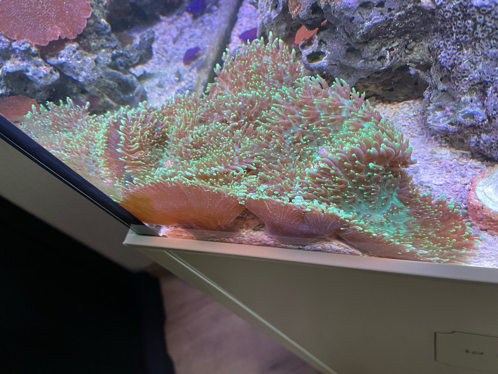 Zeeaquarium koraal te koop., Overige typen, Zoutwatervis