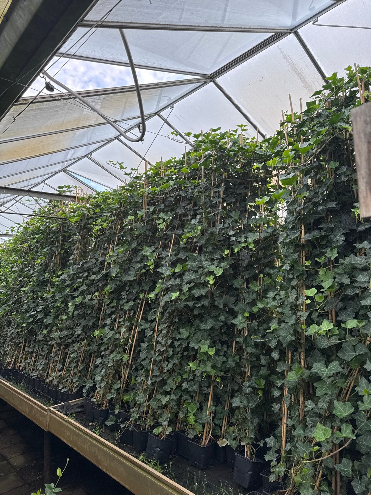 150 Hedera Hibernica 175/200cm incl. bezorging, Tuin en Terras, Ophalen, Vaste plant, Bloeit niet, Halfschaduw