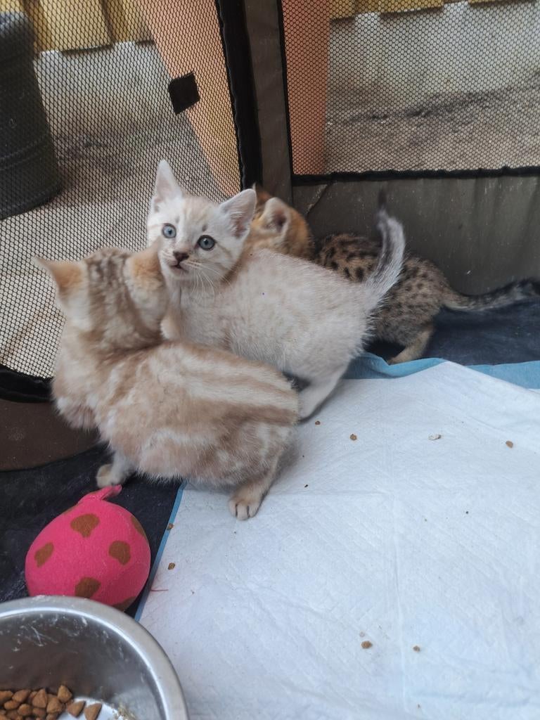 Laatste!! bengaal/savannah kittens!!! Snowbengaal., Dieren en Toebehoren, Katten en Kittens | Raskatten | Korthaar, Meerdere dieren