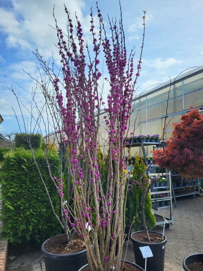 Cercis c. Avondale meerstammig 200-250cm, Tuin en Terras, Ophalen, Overige soorten, Volle zon