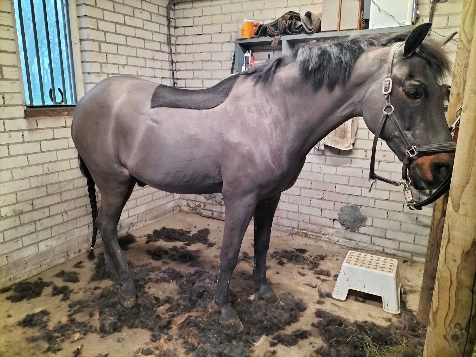 scheren van uw  paard/pony