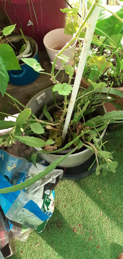 Grote cactus, Tuin en Terras, Ophalen of Verzenden, Overige soorten, Volle zon