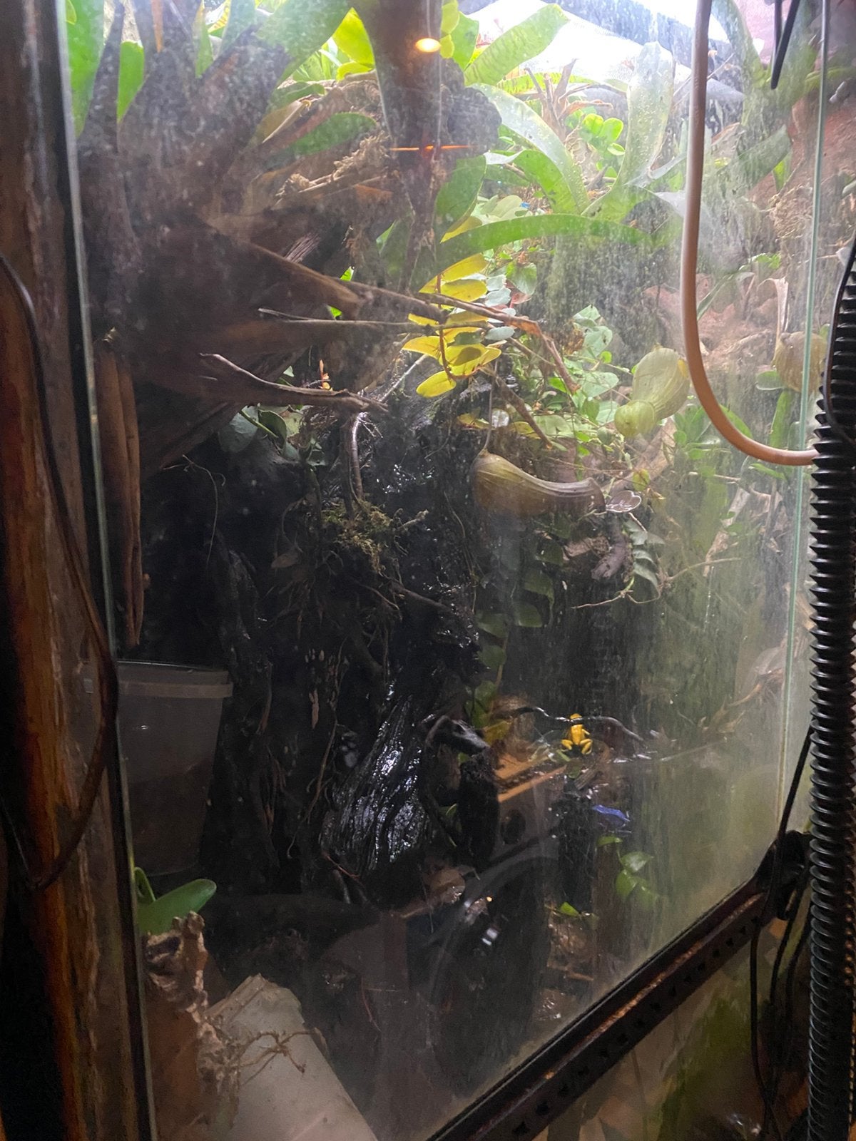 Paludarium, Ophalen
