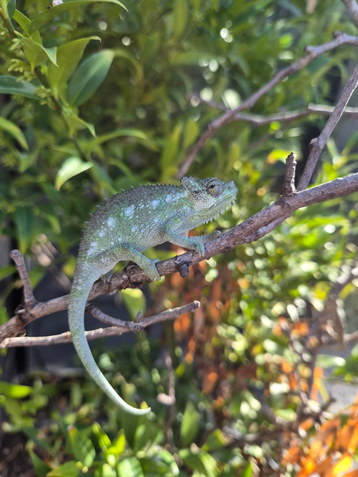 Helmkameleon (Trioceros Hoehnelii) nakweek Chameleon photo 8