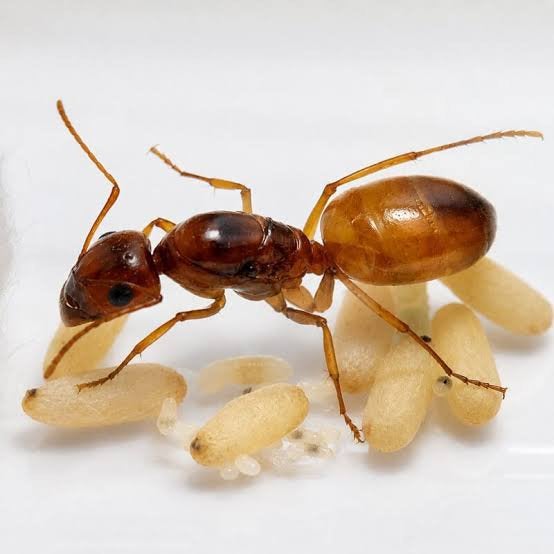 Camponotus fedschenkoi queen+ broed, Mieren