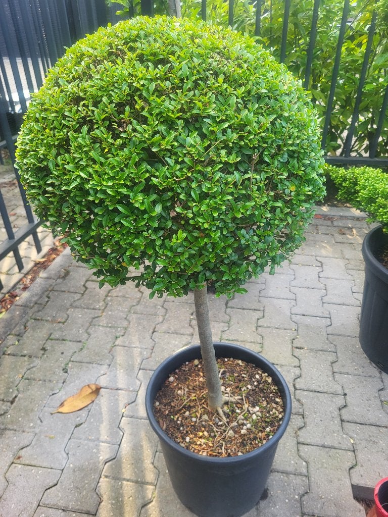liguster op stam, Tuin en Terras, Planten | Bomen, Bloeit niet, Minder dan 100 cm, Ophalen, Volle zon