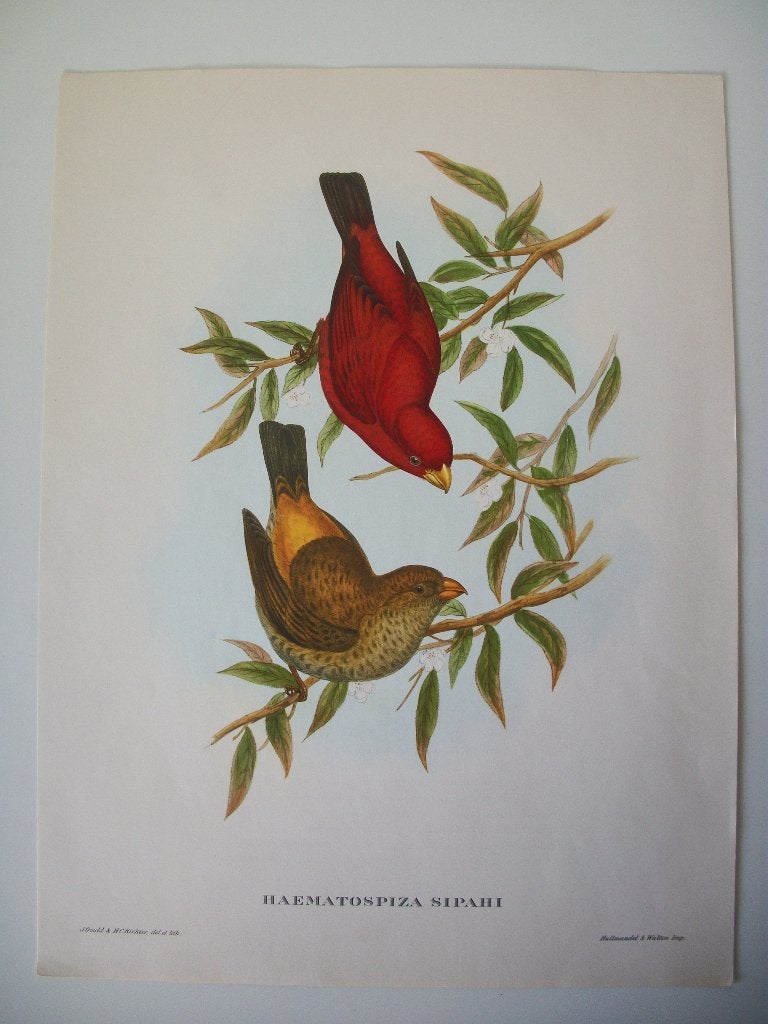 4 Vogel Reproductie John Gould - zgan - per stuk, Minder dan 50 cm, Ophalen of Verzenden, 5 – 50, Print