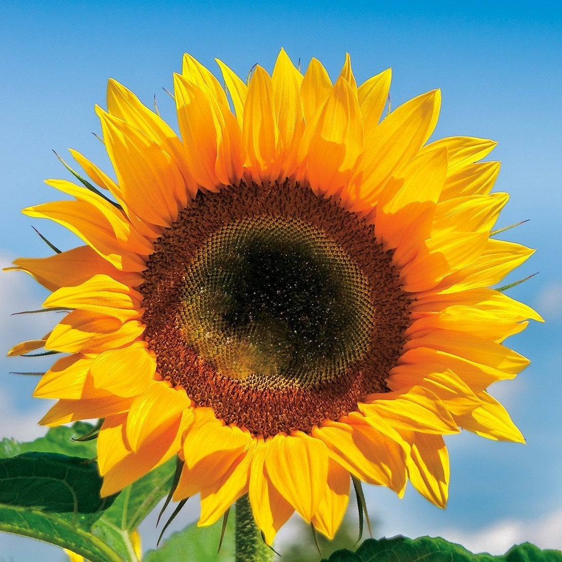 Zaden Reuzen Zonnebloem Uit Biologische Tuin, Ophalen of Verzenden, Voorjaar, Volle zon, Zaad