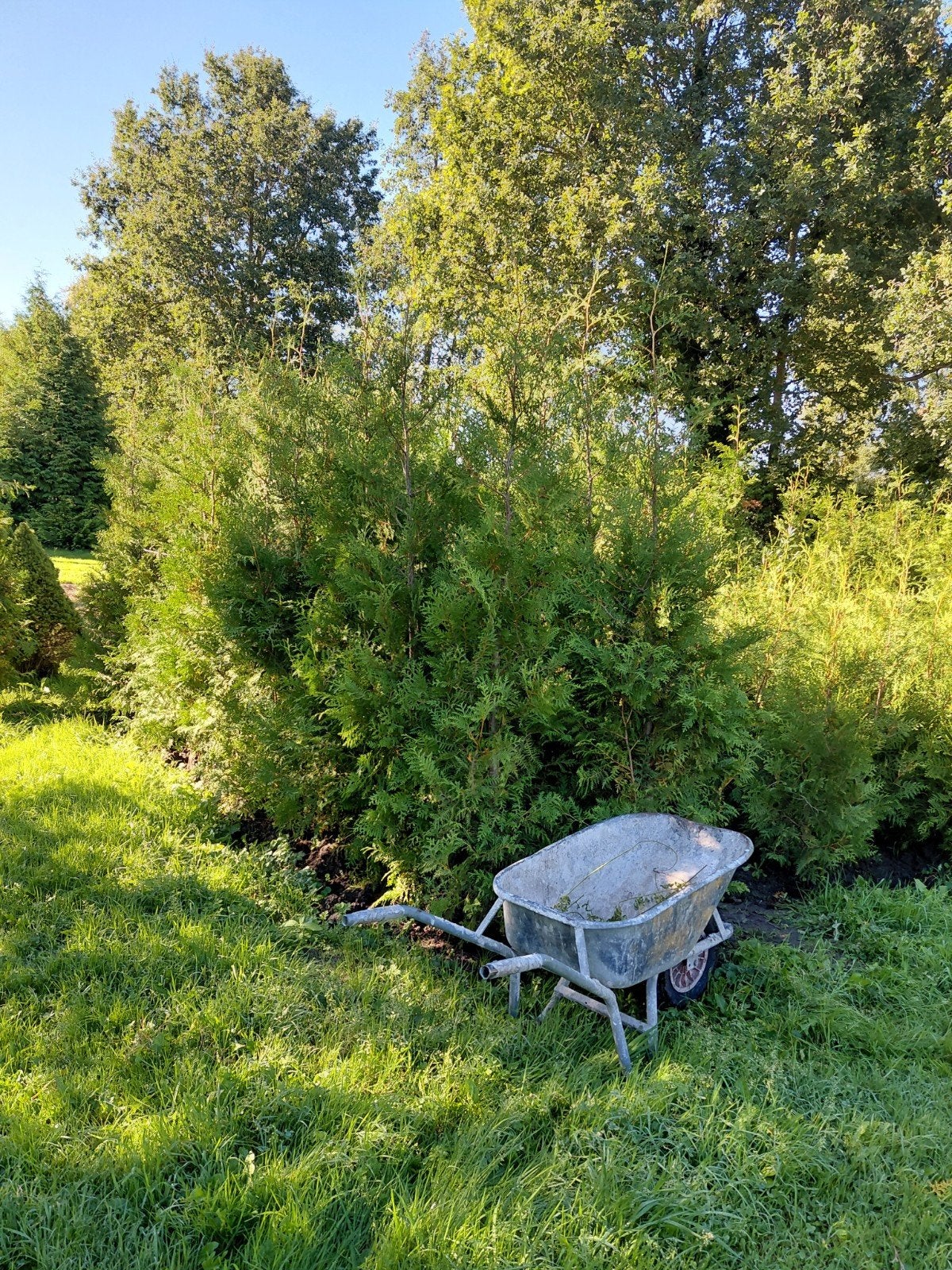 coniferen thujabrabant, Ophalen, Conifeer, 100 tot 250 cm